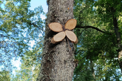 Kaut kā tā